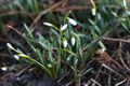 Galanthus nivalis-3 Śnieżyczka przebiśnieg